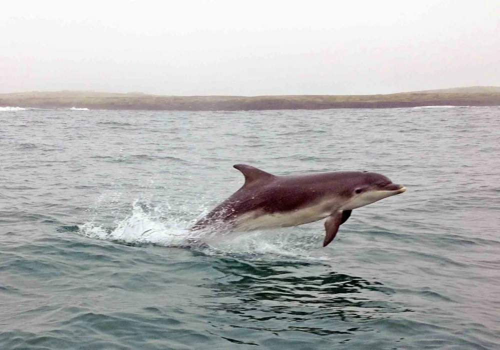 Sightings of Dolphins