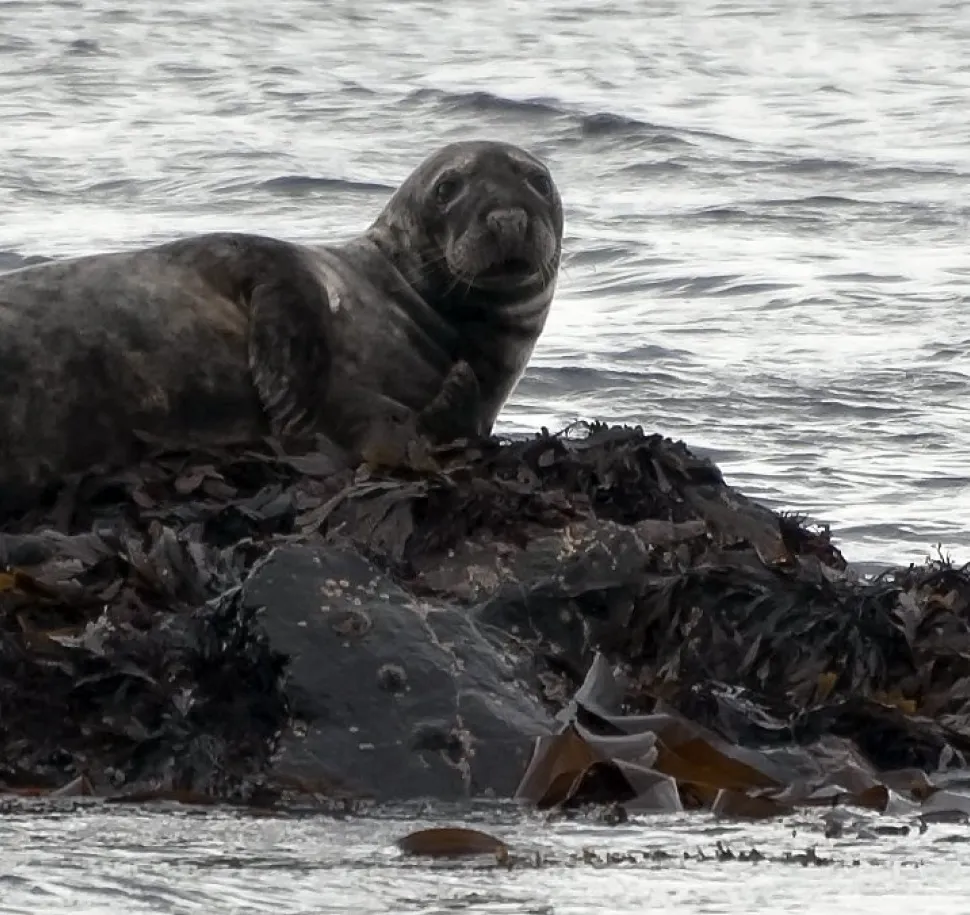 Eco Tourism & Sea Life Trip with Sligo Boat Charter