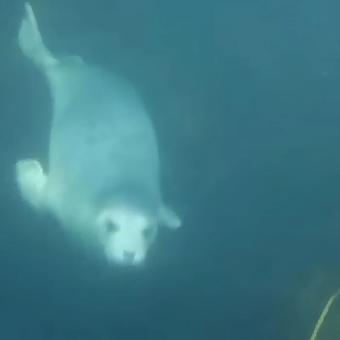 Seal Rocks & Spot with Sligo Boat Charter