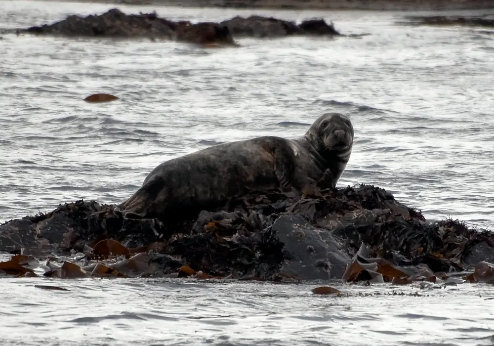 Seal sitting on costal rock