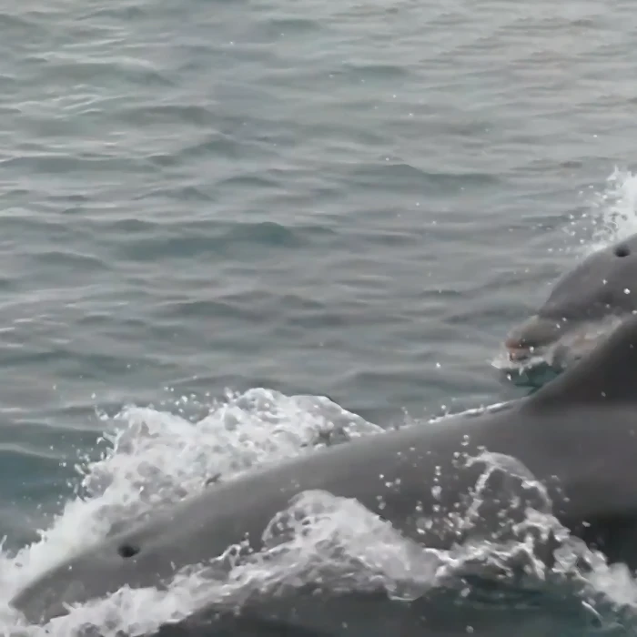 Common Dolphins spot during trip