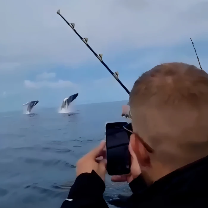 Whales jump experience with Sligo Boat Charter