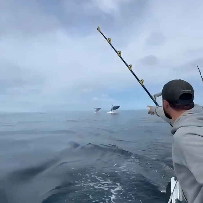 Whales jump experience with Sligo Boat Charter