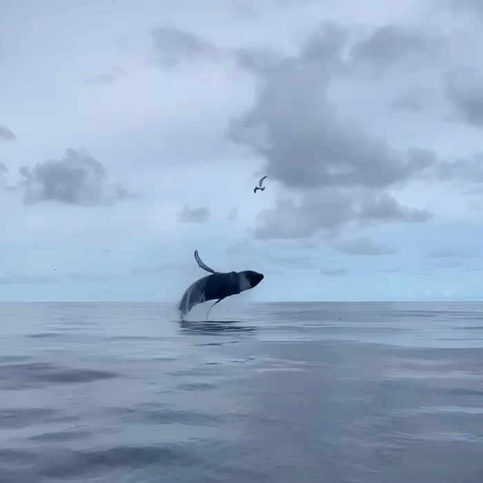 Whales jump experience with Sligo Boat Charter