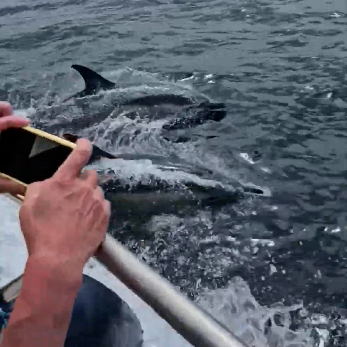 Common Dolphins in Sligo Bay with Ewing's