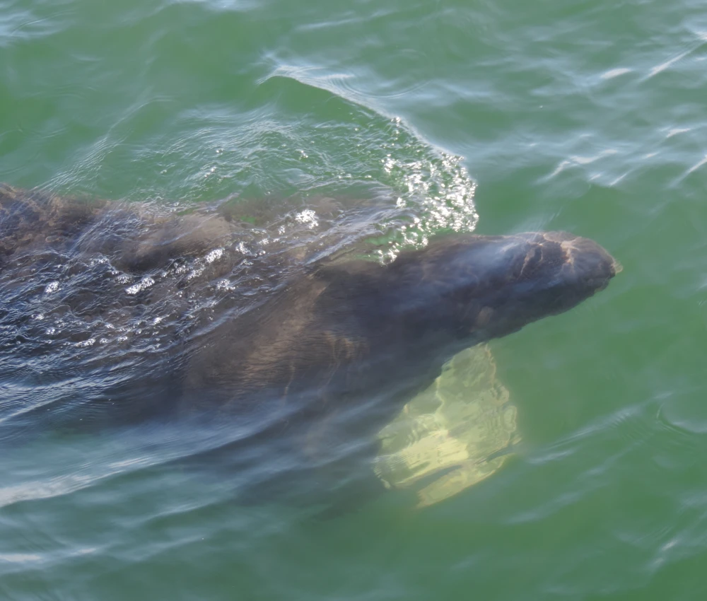 Basking Shark