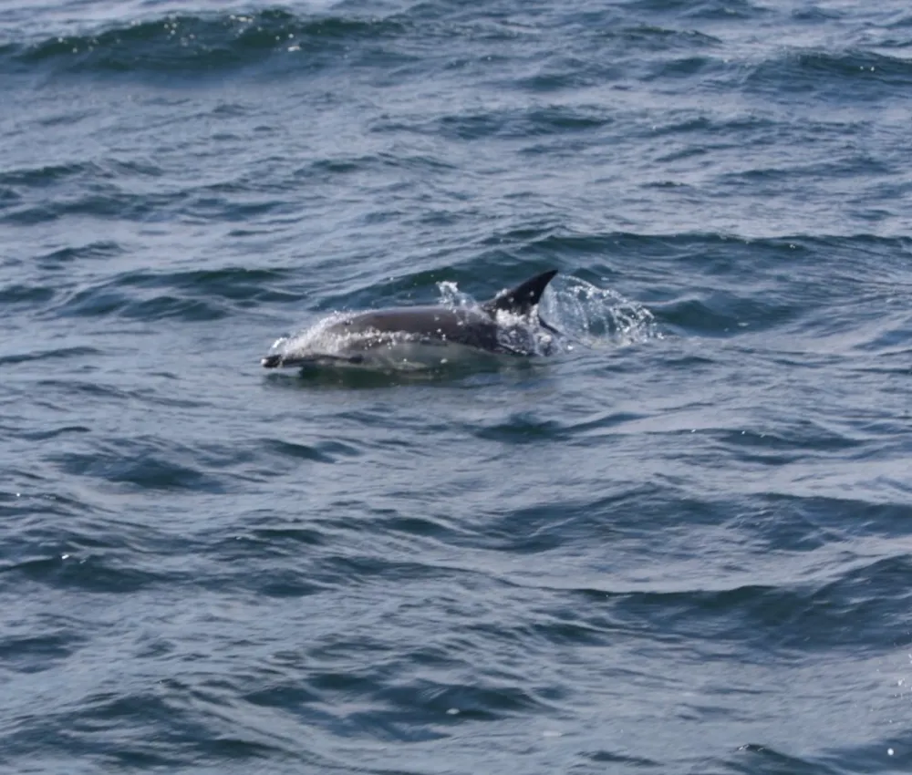 Occasional sightings of dolphins