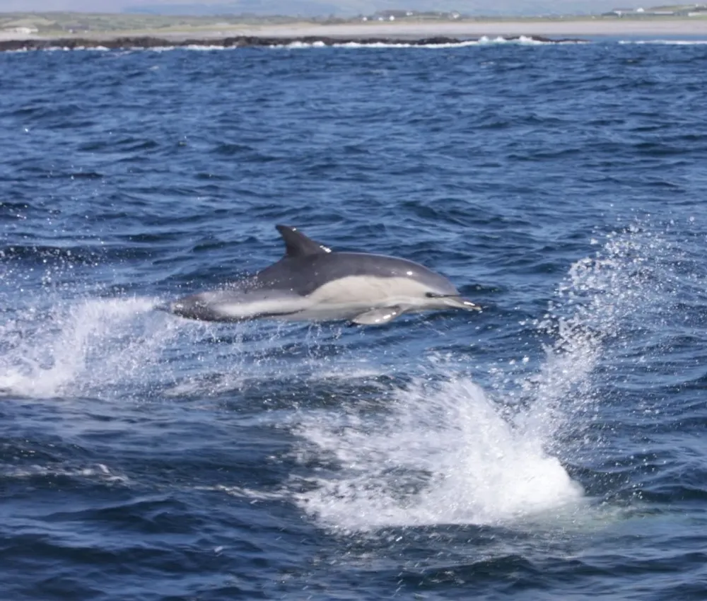 Occasional sightings of dolphins