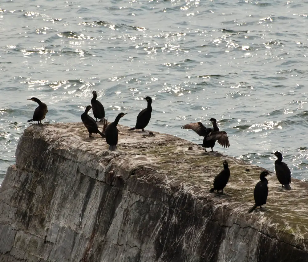 Cormorants