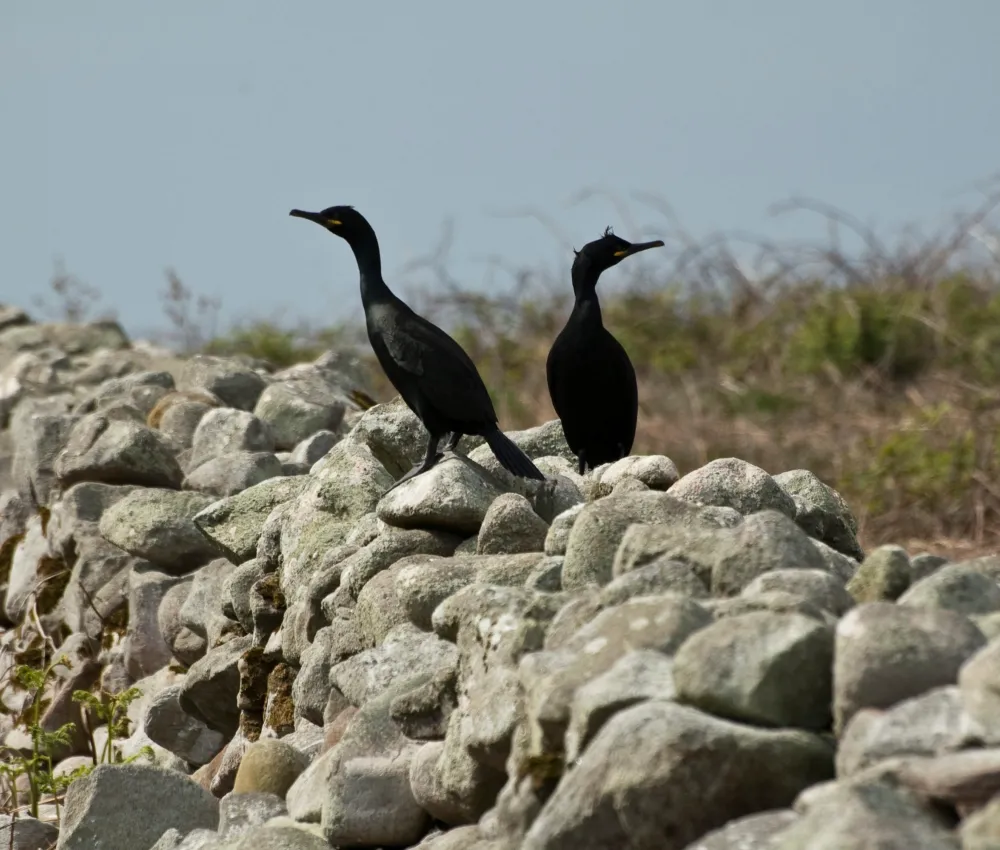 Cormorants