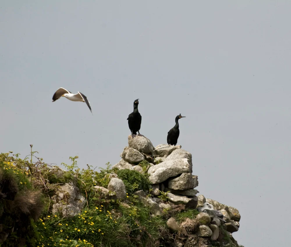 Cormorants