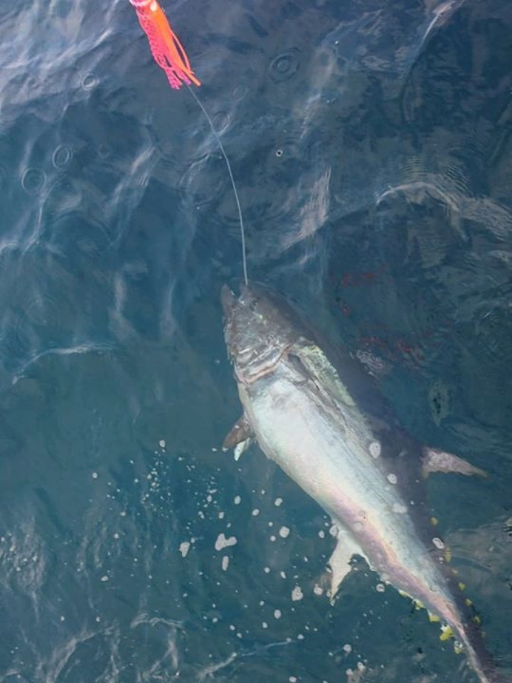 Bluefin Tuna Fishing With Sligo Boat Charters