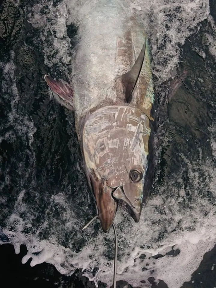 Bluefin Tuna Fishing With Sligo Boat Charters