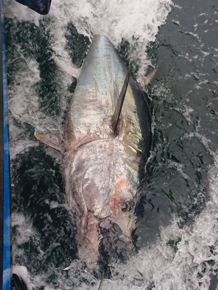 Bluefin Tuna Fishing With Sligo Boat Charters