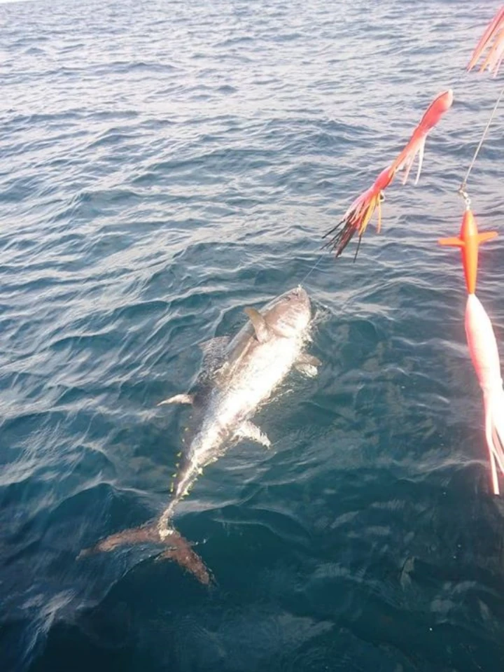 Bluefin Tuna Fishing With Sligo Boat Charters