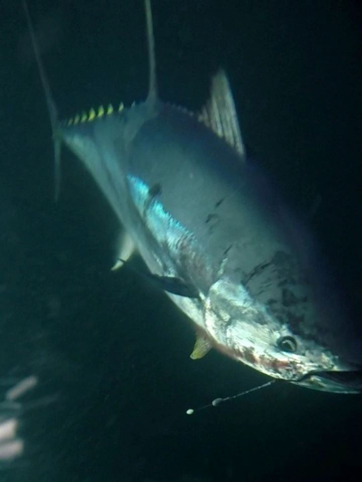 Bluefin Tuna