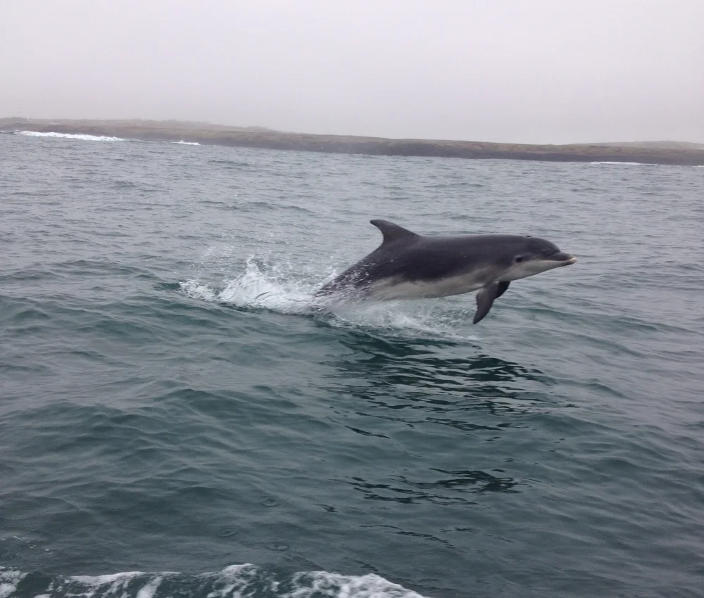 Dolphin Jump