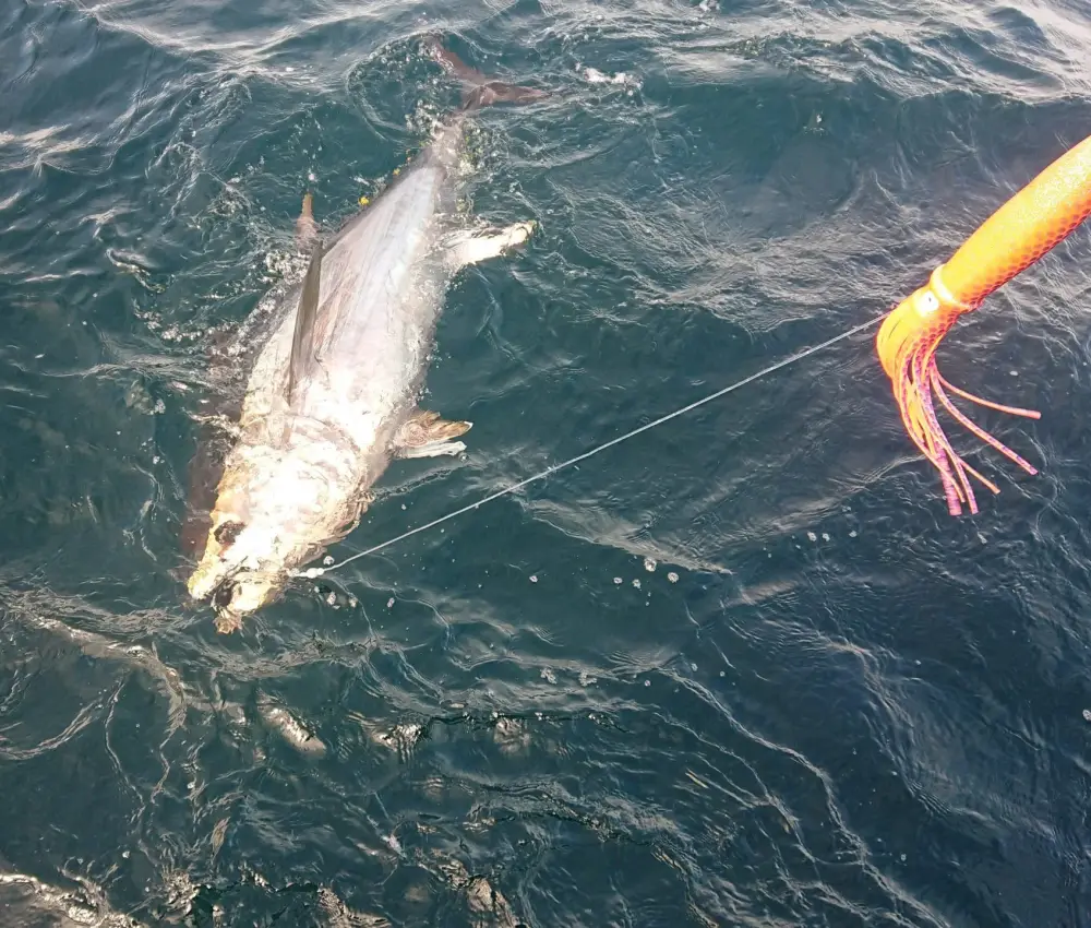 Bluefin Tuna Fishing with Sligo Boat Charters