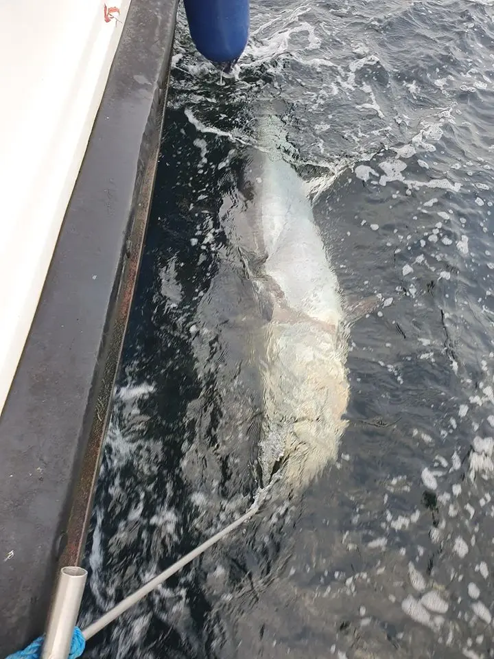 Bluefin Tuna Fishing With Sligo Boat Charters