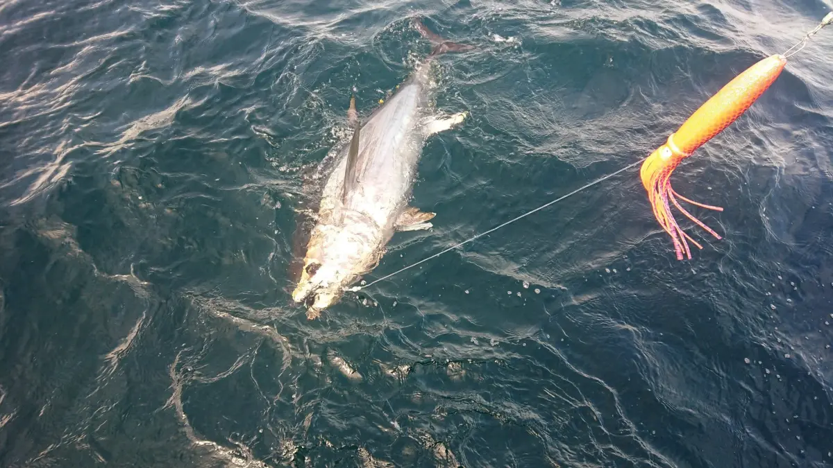 Bluefin Tuna Fishing With Sligo Boat Charters