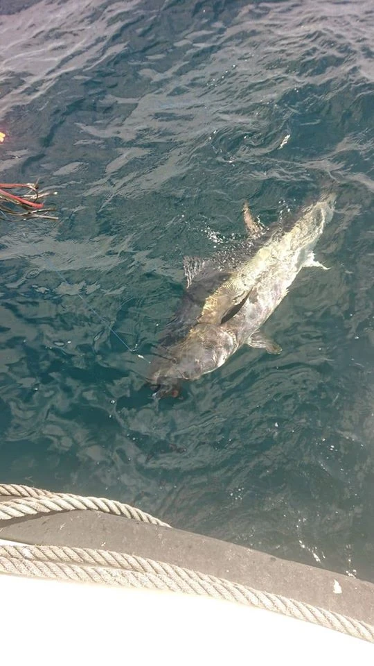 Bluefin Tuna Fishing With Sligo Boat Charters