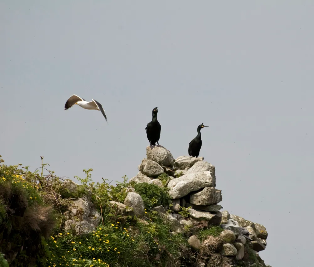 Bird Sightings from the Island Visit