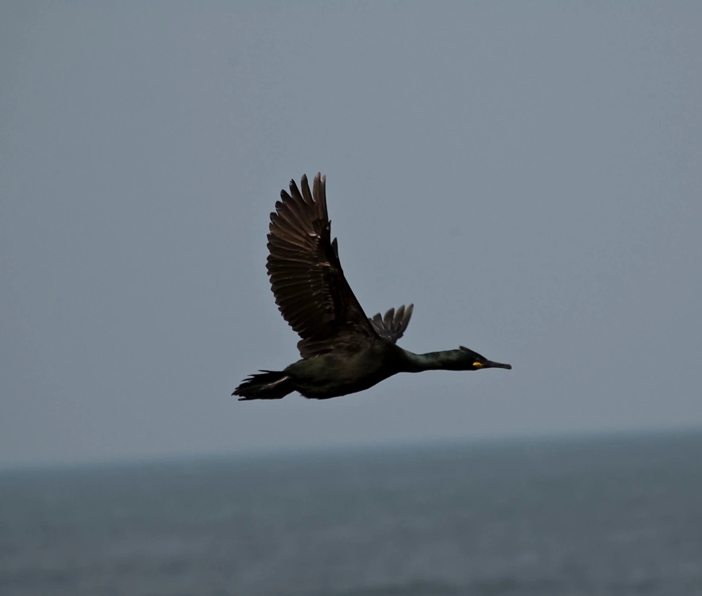 Bird Sightings from the Island Visit