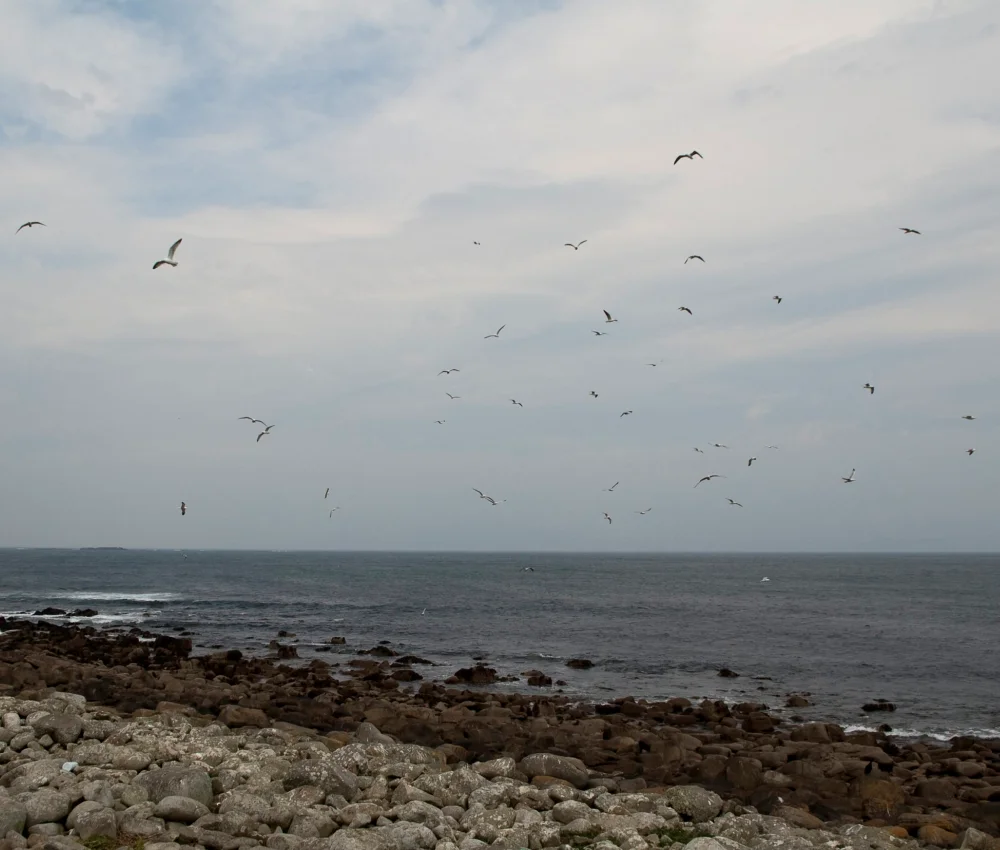 Birds and coastal view | Inishmurray Island