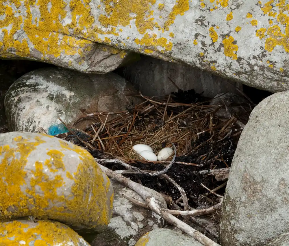 Eggs of Seabirds on Inishmurray Island