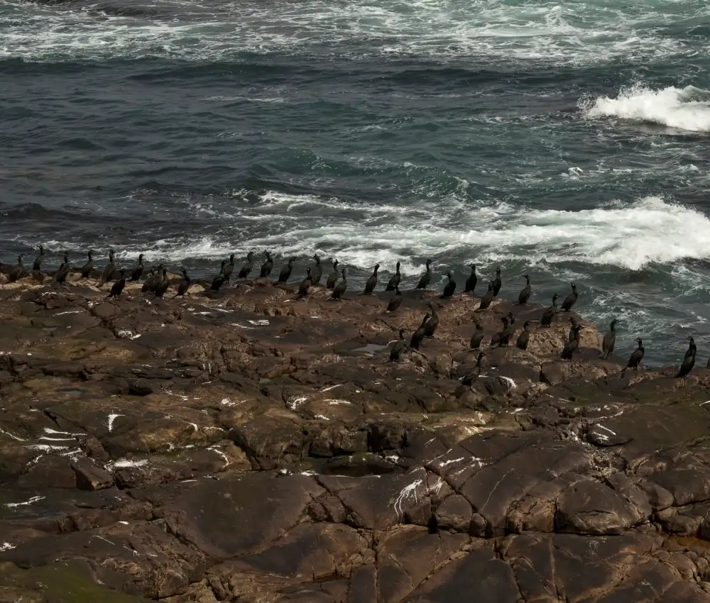 Birds on coast | Inishmurray Island