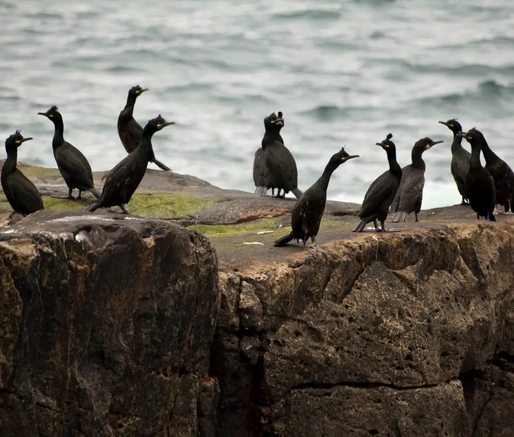 Bird Sightings from the Island Visit