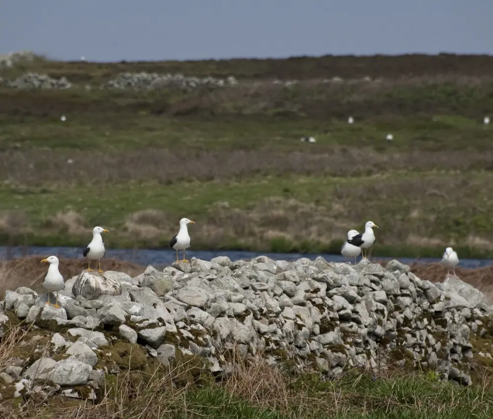 Bird Sightings from the Island Visit