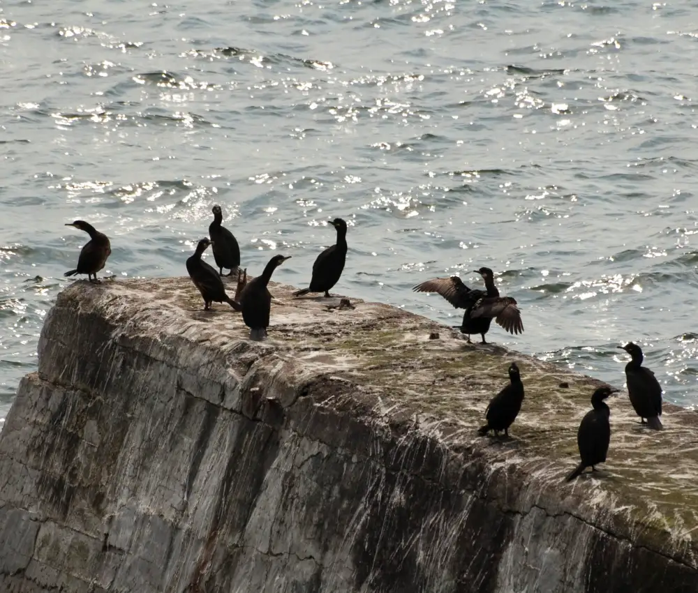 Bird Sightings from the Island Visit