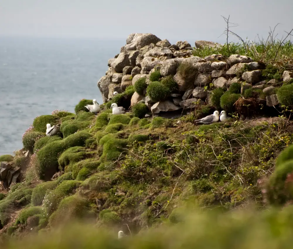 Bird Sightings from the Island Visit
