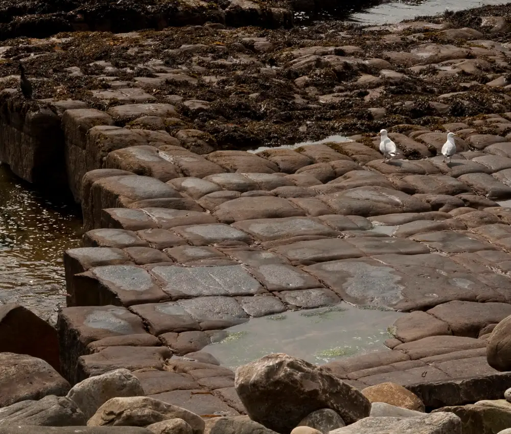 Bird Sightings from the Island Visit