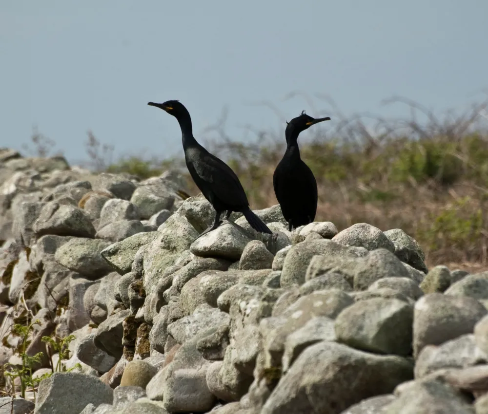 Bird Sightings from the Island Visit