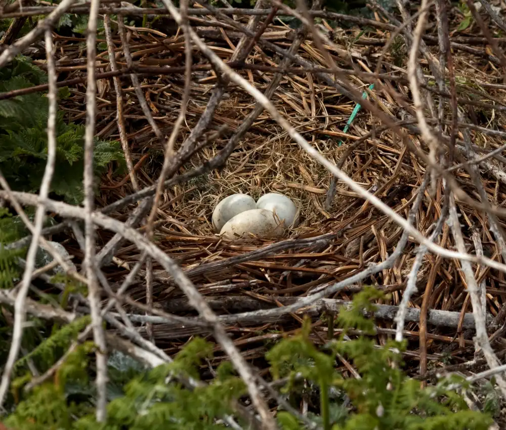 Eggs of Seabirds on Inishmurray Island