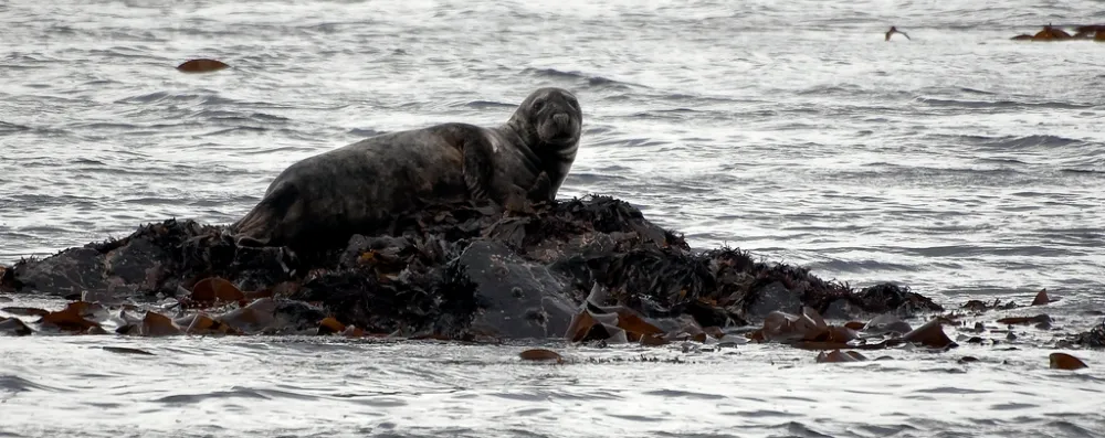 Seal watching with Ewings Sea Angling Boat Charters
