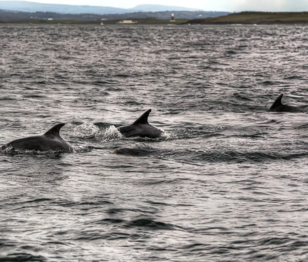 Sligo Bay Dolphins