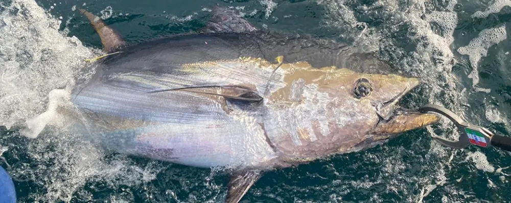 Bluefin Tuna Fishing