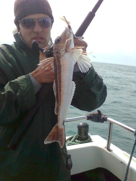Gurnard Grey