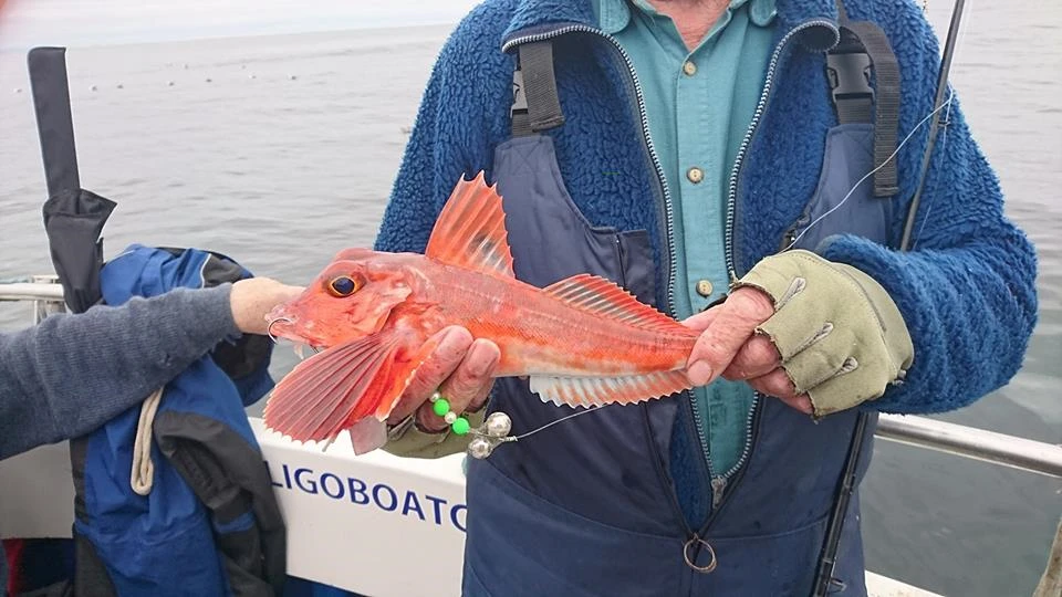 Gurnard Red