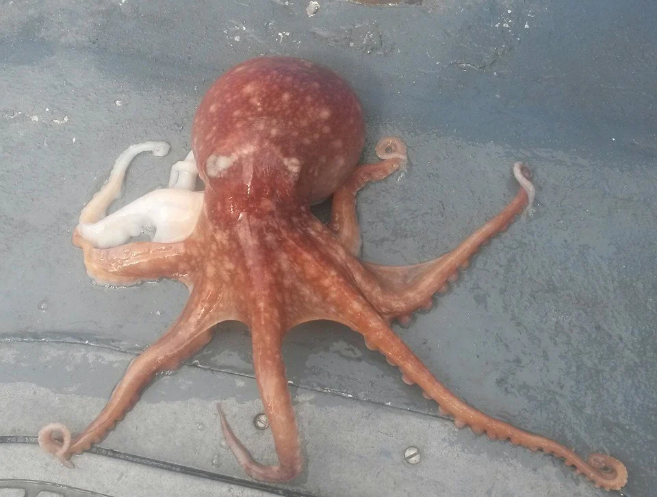 Octopus