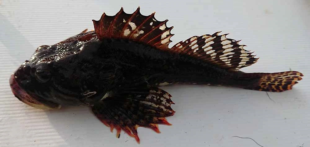 Sea Scorpion Long Spined