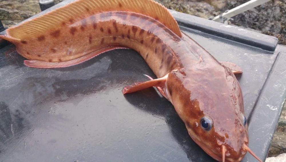 Three Bearded Rockling