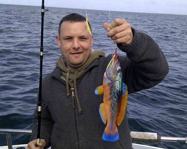 Wrasse Cuckoo