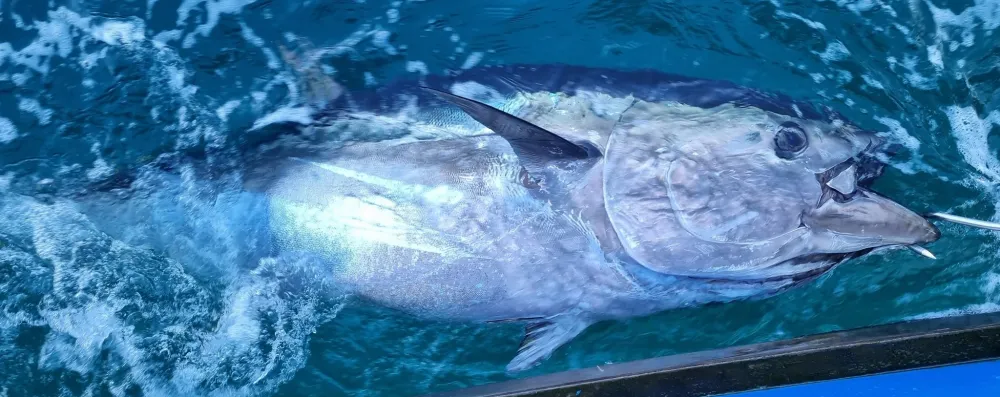 Giant Bluefin Tuna Angling