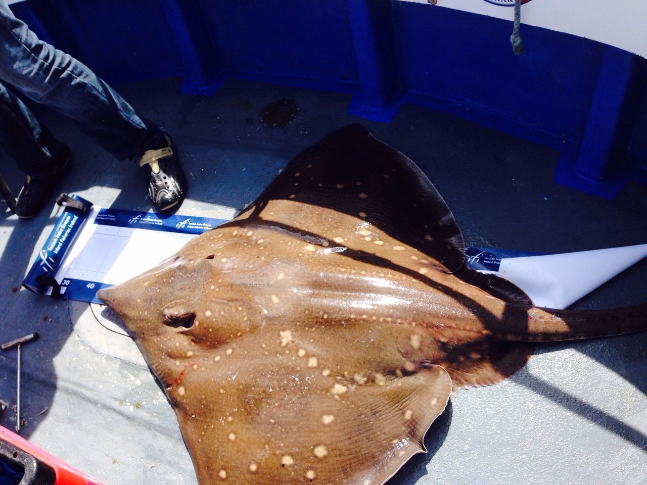 A skate fish lying on a boat